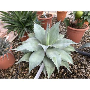 Agáva oválolistá (Agave ovatifolia) ´VANZIE´ - výška 15-20 cm, Ø 20-30 cm, kont. C6L (-15°C)